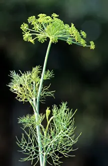 Foeniculum: Fennel seed