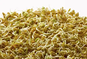 Beansprout: Fenugreek