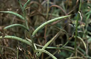 Cooking: Fenugreek (Trigonella foenum-graecum)