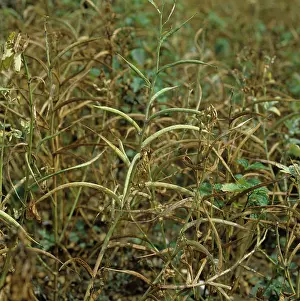 Pods: Fenugreek (Trigonella foenum-graecum)