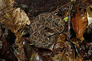 Ready: Fer-de-Lance
