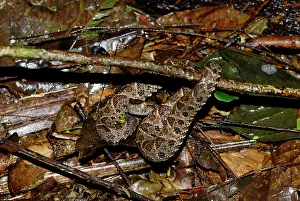 Ready: Fer-de-Lance