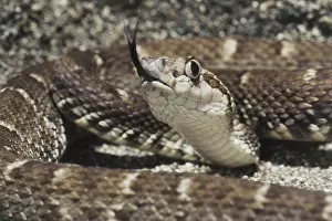 Senses: Fer-de-lance