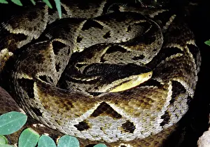 Deadly: Fer-de-lance