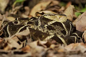 Deadly: Fer-de-lance