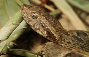 Lance: Fer-de-Lance Snake