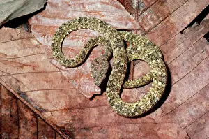 Lance: Fer-De-Lance Snake