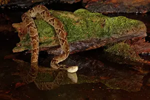 Deadly: Fer-de-lance Snake Bothrops asper Boco Tapada, Costa Rica RE
