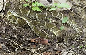 Lance: Fer-de-lance Snake (Bothrops atrox)