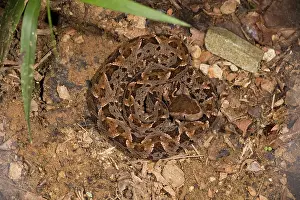 Lance: Fer-de-Lance snake - coiled, an aggressive and