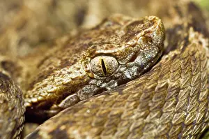 Lance: Fer-de-lance - venomous snake - close up of head