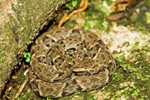 Lance: Fer-de-lance - venomous snake - resting on path