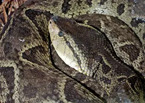 Deadly: Fer de Lance