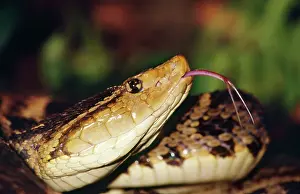 Lance: Fer de Lance Snake - showing tongue
