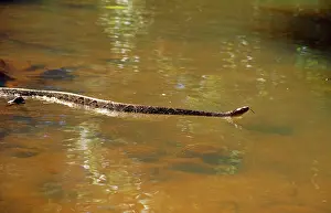 Lance: Fer de Lance SNAKE - in water