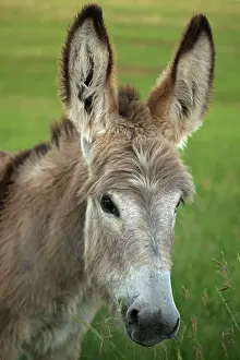 Burro: Feral Burro / Donkey