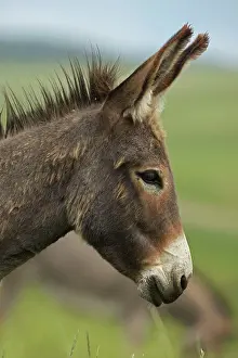Burro: Feral Burro / Donkey
