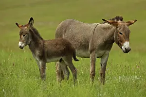 Burro: Feral Burro / Donkey