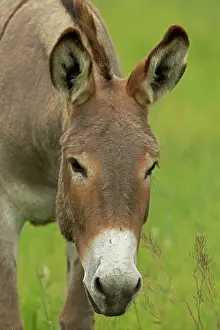 Burro: Feral Burro / Donkey