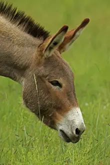 Burro: Feral Burro / Donkey