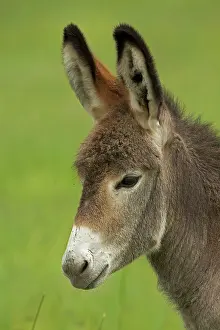 Burro: Feral Burro / Donkey