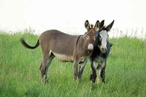 Burro: Feral Burro / Donkey
