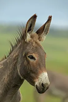 Burro: Feral Burro / Donkey
