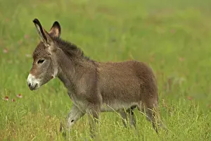 Burro: Feral Burro / Donkey