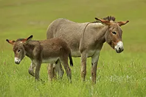 Burro: Feral Burro / Donkey