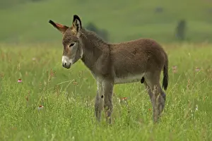 Burro: Feral Burro / Donkey