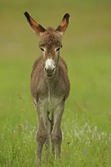 Burro: Feral Burro / Donkey