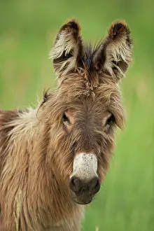 Burro: Feral Burro / Donkey