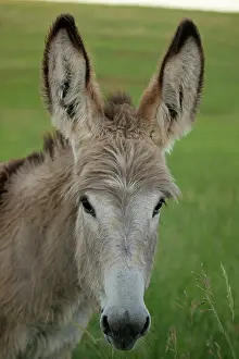 Burro: Feral Burro / Donkey