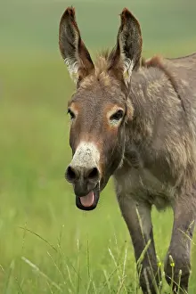 Braying: Feral Burro / Donkey - with mouth open