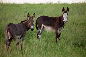 Burro: Feral Burro / Donkeys