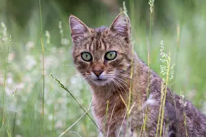Aude: FERAL CAT