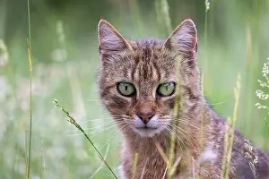 Aude: FERAL CAT