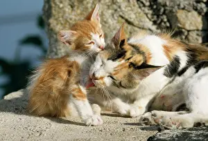 Tortie: Feral Cat - Calico / Tortoiseshell licking kitten