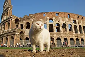Coliseum: Feral Cat - outside Coliseum, Rome, Italy