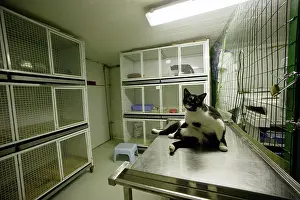 Centres: Feral Cat - at rescue centre