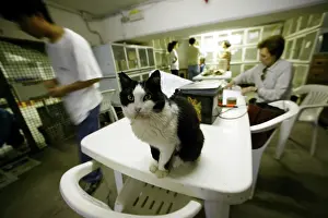 Centres: Feral Cat - at rescue centre