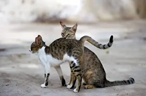 Arched: Feral Cats - Two. One with arched back