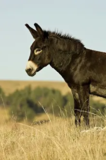Custer: Feral Donkey