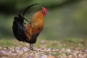 Crowing: Feral Fowl / Red Junglefowl