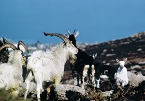 J Laurie: Feral Goat