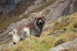 Rams: Feral Goat