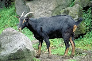 Feral: Feral goat