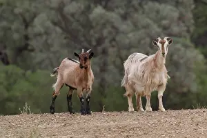 310517: Feral Goat A3916