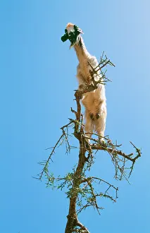 Argan: Feral Goat - Feeding in tree