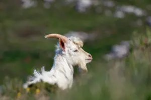 Feral: Feral Goat - Great Orme - Wales - UK